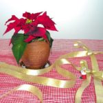 20110716160210photo-101211