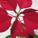 20111121125145okurimono